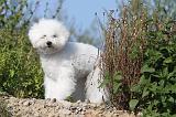 BICHON FRISE 238